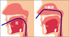 鼻腔図